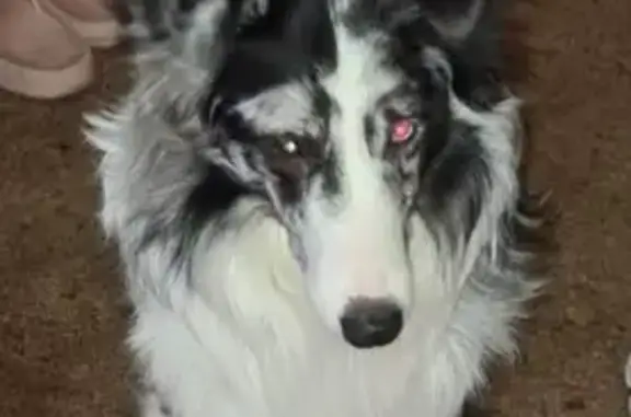 Lost Dog: Unique Eyes, 12th Ave Area