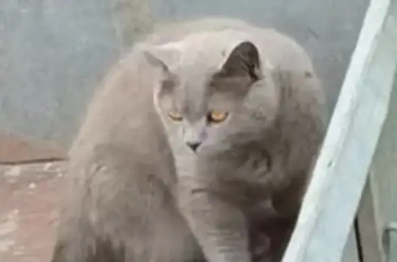 Chat gris perdu, sociable, Ribeauvillé - photo