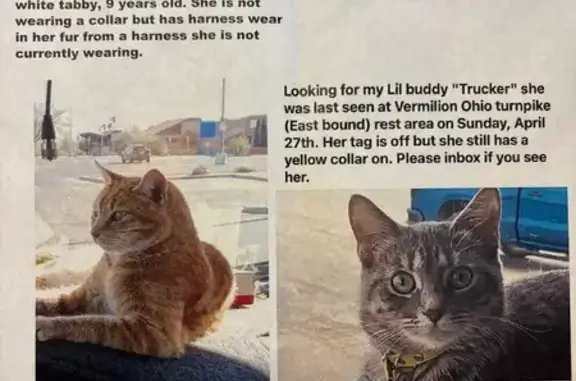 Lost Cats: Zeeva & Tucker in Elyria, OH
