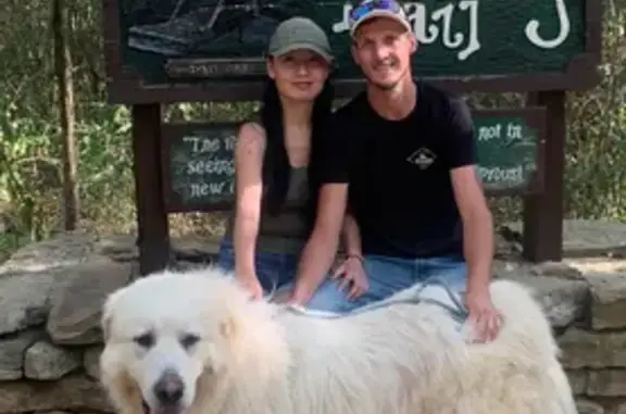 Lost: Large White Great Pyrenees on Bolden