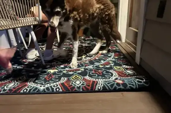 Found: Elderly Husky Mix, N. Sergeant Ave