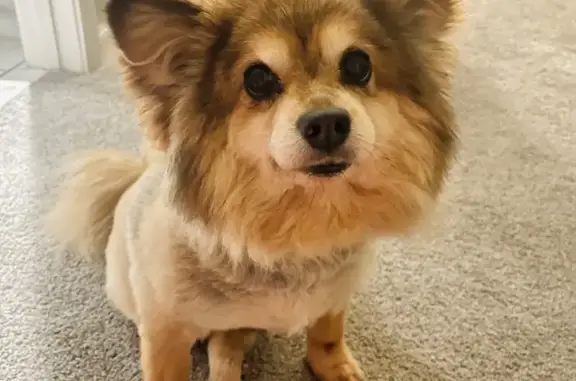 Lost Pomeranian: Zoee, Skittish, Pink Collar