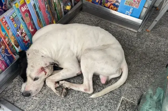 cachorro encontrada