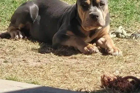 Lost Dog: Brown & White in Silverglen