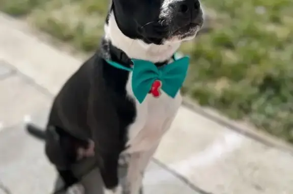 Lost: Black & White Terrier, Cedar St