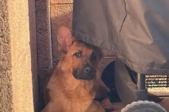Found: Scared Young Shepherd in Scottsdale