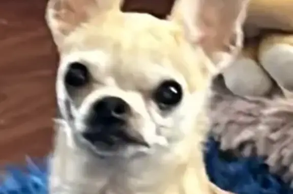 Help Find Roscoe: Brown Chihuahua Lost