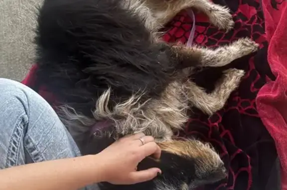 Found: Wire Haired Terrier on Bellatrix