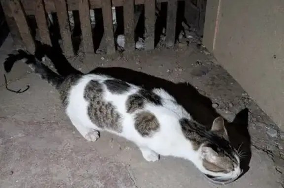 Chat blanc à taches noires trouvé à Strasbourg - photo