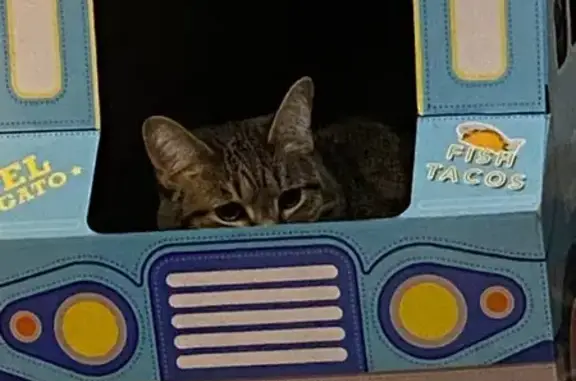Lost Grey/Black Striped Cat in Elmwood