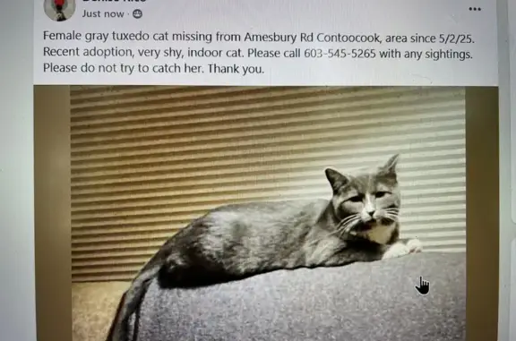 Lost Cat: Grey & White, Notched Ear