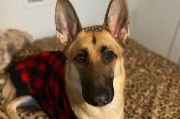Lost Female German Shepherd in Denver