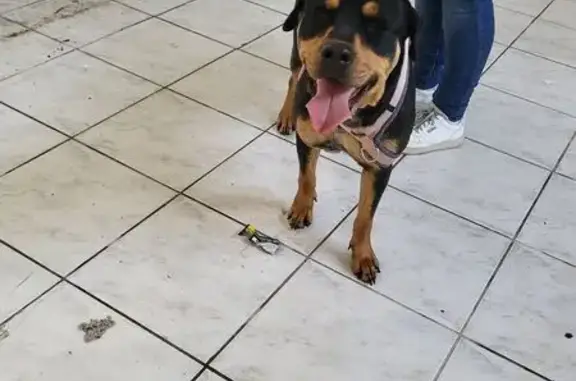 Chien trouvé noir/marron, poil court, D253 - photo