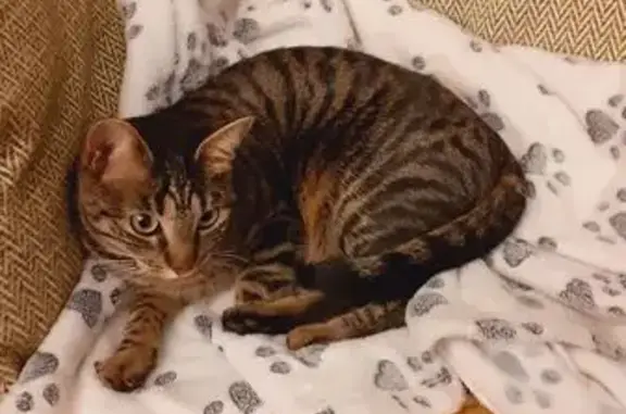 Chat perdu, Le Boulou, photo: Chat tigré perdu à Le Boulou
