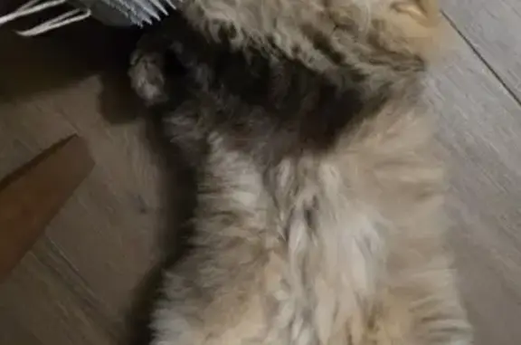Lost Skittish Long-Fur Cat in Singapore