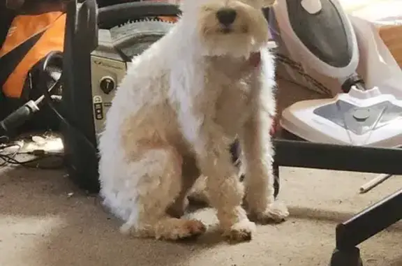 Lost Dog: White, Orange Collar - Racine