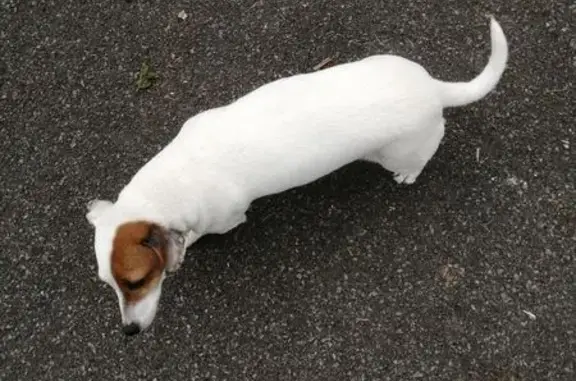 Chien trouvé Béthune, photo: Chienne trouvée Rue du Faubourg d'Arras
