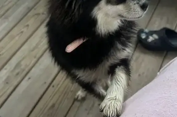 Found: Sweet Pomeranian on Champion Ave