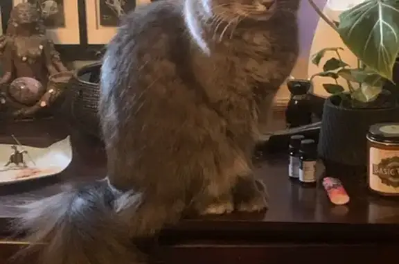 Lost Grey Tabby: Friendly & Food-Loving