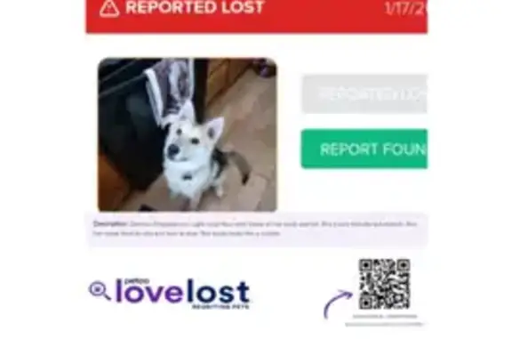 Lost Dog Alert: Parker, Colorado