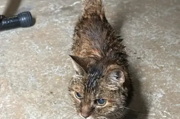 Chat tigré aveugle retrouvé à Cabestany - photo