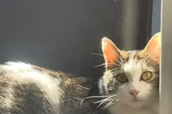 Chat perdu, , photo: Jeune chat perdu à Brunehaut