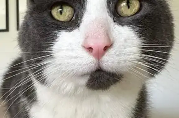 Lost Tuxedo Cat: Gray & White, Shelby MI