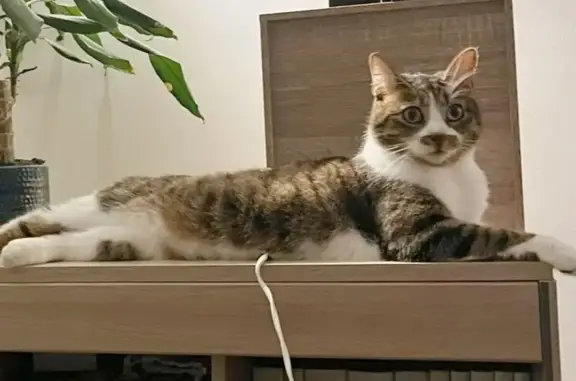Chat perdu à Médis, gris et blanc tigré - photo