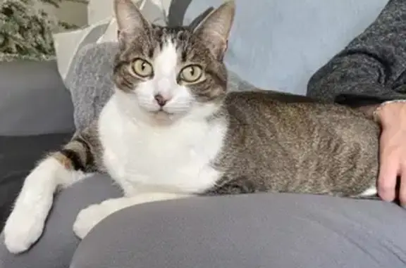 Chat perdu à Darvoy : Tena, 3 ans, pucée - photo