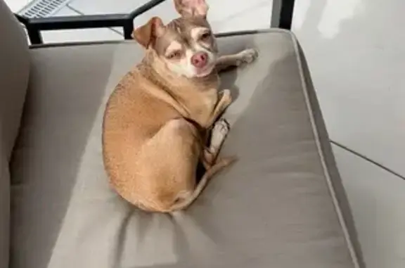 Lost Light Brown Dog in Huntsville
