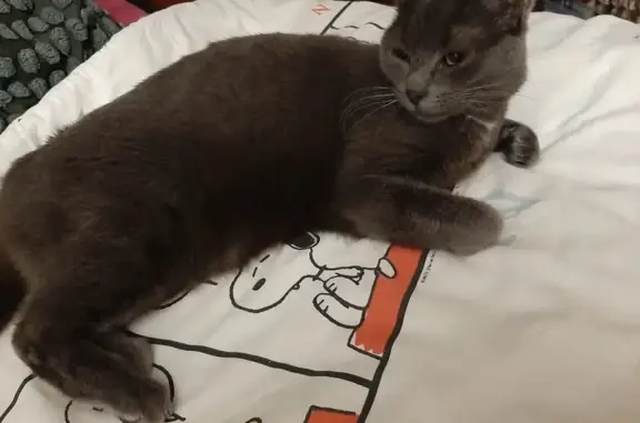 Animaux perdus , photo: Chatte perdue à Cheray, Moon craintive