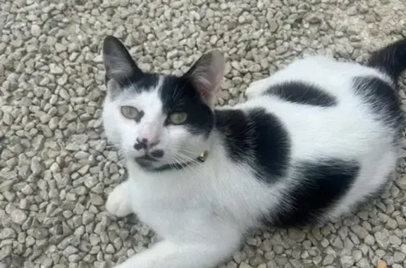 Animaux perdus Mouguerre, photo: Chat Perdu entre Chaunay et Mouguerre