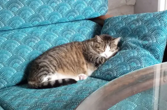 Animaux perdus Grand-Couronne, photo: Chatte perdue, craintive, non pucée, Rue des Stands