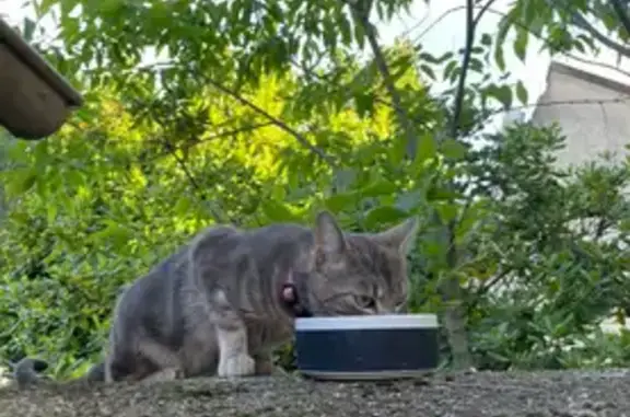 Chat gris tigré trouvé à Vénissieux - photo