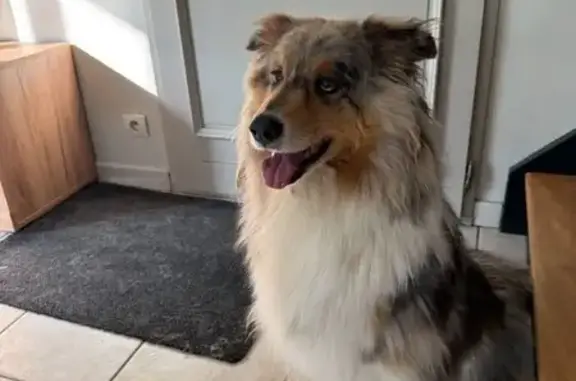 Chien trouvé La Fresnais, photo: Chien bleue merle trouvé à La Fresnais