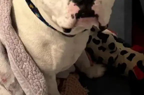 Lost White Dog on Melody Place, Woodstock