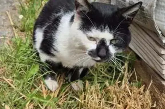 Animaux trouvés , photo: Chat mâle trouvé blessé à Le Bec-Hellouin
