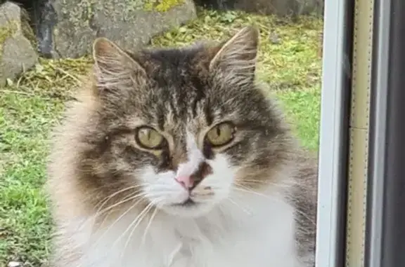 Animaux trouvés Chadrac, photo: Chat trouvé, très affectueux à Chadrac