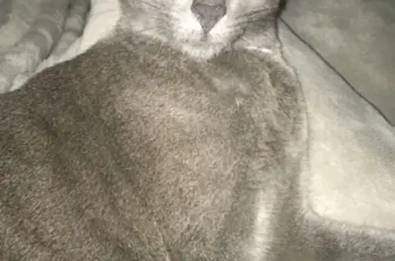 Chatte grise perdue à Ibos, stérilisée - photo