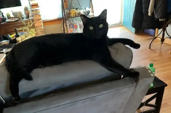 Lost Cat: Unique Iris Mark, Great Western
