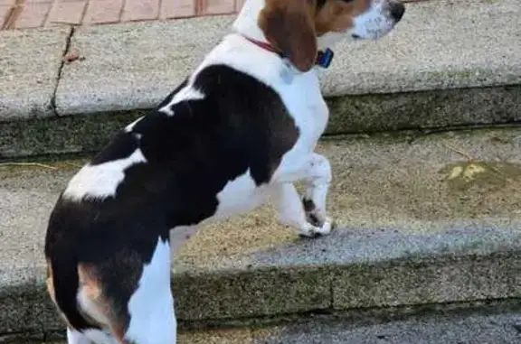 Beagle Perdida en Santander: Paseo de Altamira