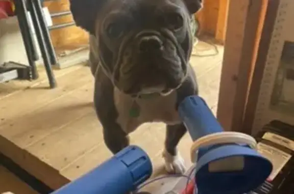 Lost Dog: Gray & White Paws on E. Locust