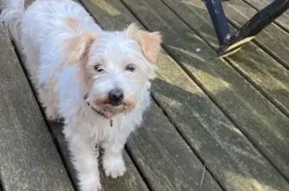 Animaux trouvés Morlaix, photo: Chienne blanche trouvée à Morlaix