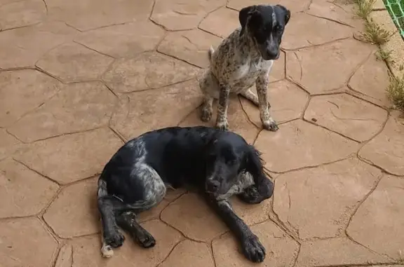 Cachorros Perdidos: Pointier y Spaniel en Sevilla