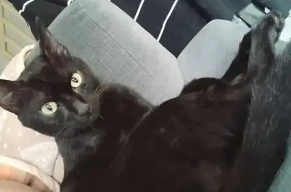 Animaux perdus Saint-Pantaléon-de-Larche, photo: Chat noir perdu, 2 ans, Rue du Rieu-Tord