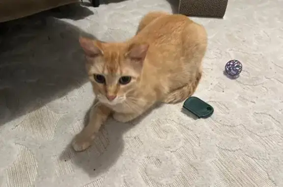 Lost Orange Cat: Friendly, 9 lbs - League City