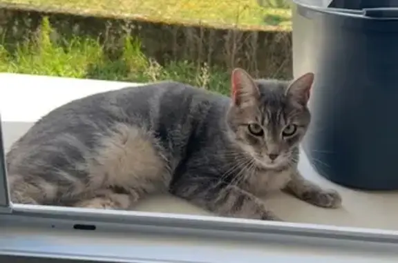 Animaux perdus Magnac-sur-Touvre, photo: Chat perdu à Magnac-sur-Touvre