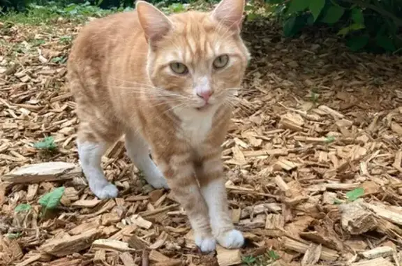 Chat trouvé Lille, photo: Chat blanc et roux trouvé, rue de Cambrai