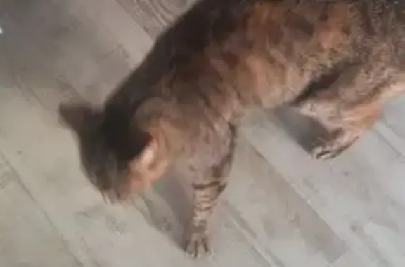 Animaux trouvés Obernai, photo: Chatte tigrée trouvée Rue de la Paix, Obernai