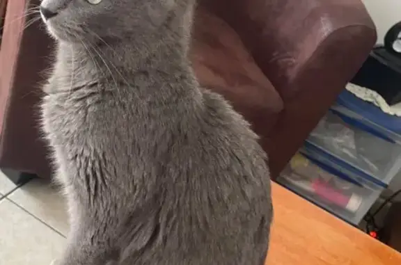 Chat perdu, Brécé, photo: Chatte perdue, type chartreux, grise, sociable